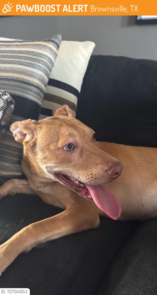 Found/Stray Female Dog last seen Mystic bend, Brownsville, TX 78526