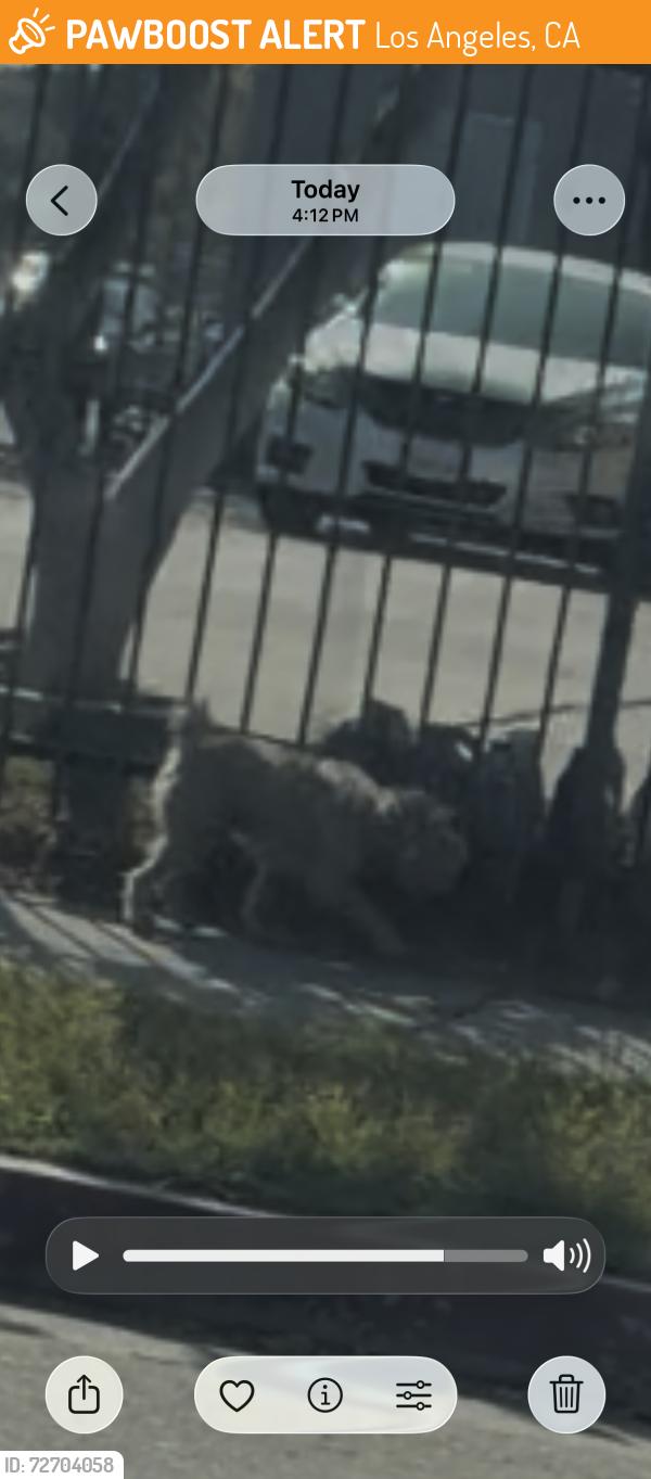 Found/Stray Unknown Dog last seen Walking down 108th and San Pedro, Los Angeles, CA 90061