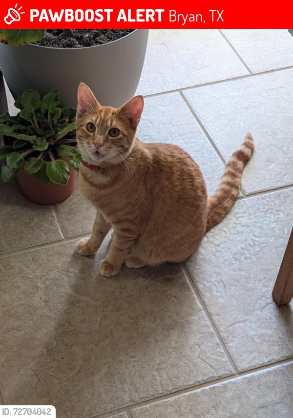Lost Male Cat last seen S College Ave and Old College Rd by the Farm Patch, Bryan, TX 77801