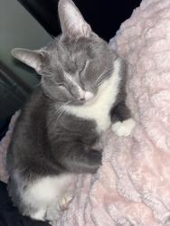 Lost Male Cat last seen Jefferson st , Pulaski highway , Ellwood ave , Baltimore, MD 21224