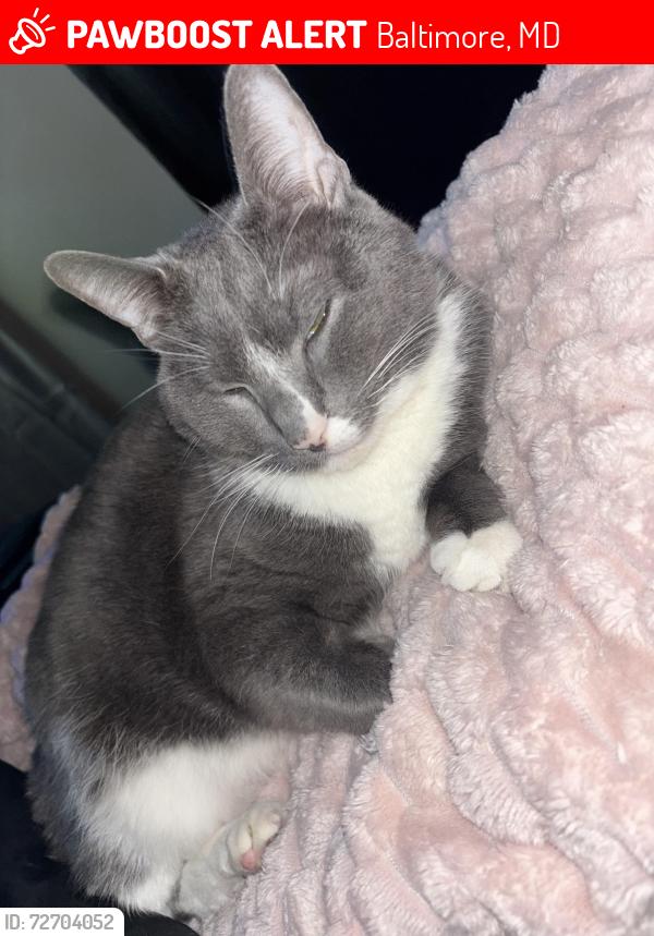Lost Male Cat last seen Jefferson st , Pulaski highway , Ellwood ave , Baltimore, MD 21224