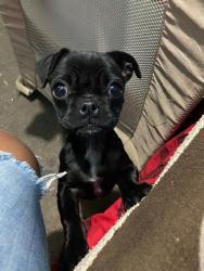 Lost Female Dog last seen Av. arenal barrio carpinteros , Chimalhuacán, Méx. 