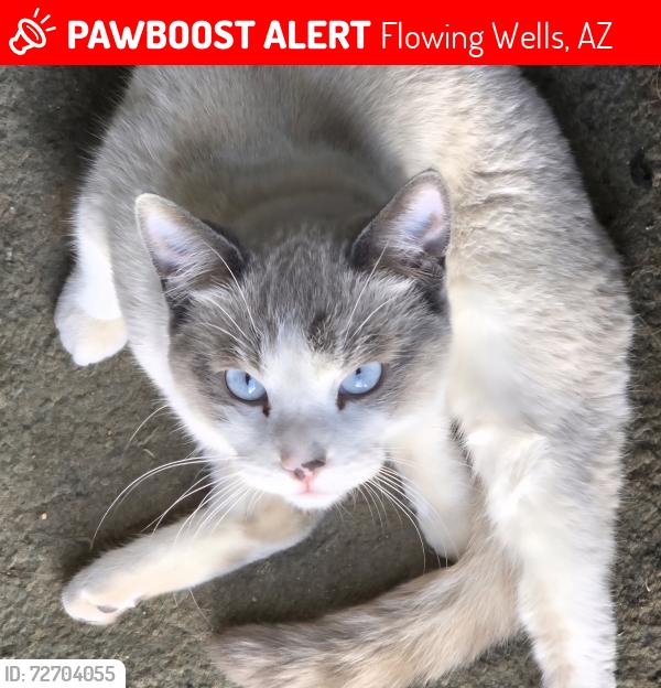 Lost Male Cat last seen LaCholla and River, Flowing Wells, AZ 85705