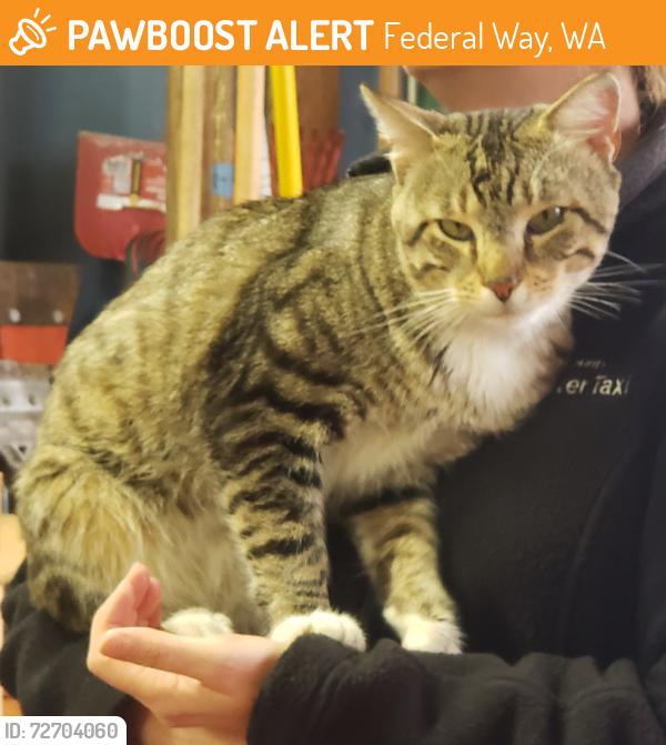 Found/Stray Unknown Cat last seen South King Tool Library, Federal Way, WA 98003