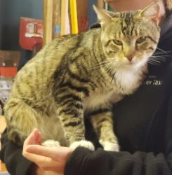 Found/Stray Unknown Cat last seen South King Tool Library, Federal Way, WA 98003