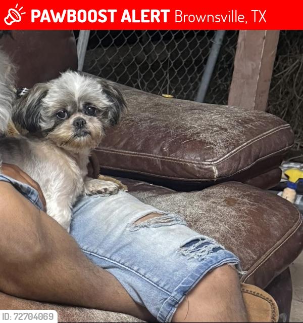 Lost Male Dog last seen Hortencia blvd , Brownsville, TX 78521