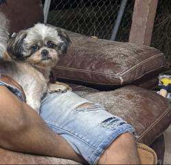 Lost Male Dog last seen Hortencia blvd , Brownsville, TX 78521