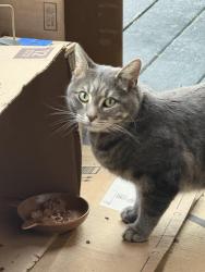 Found/Stray Unknown Cat last seen Oakley and Erie, Chicago, IL 60612