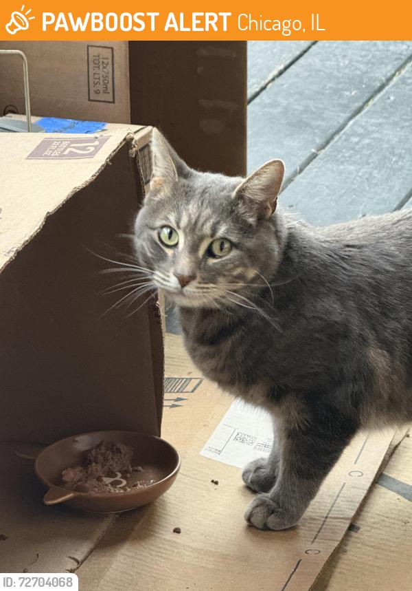 Found/Stray Unknown Cat last seen Oakley and Erie, Chicago, IL 60612