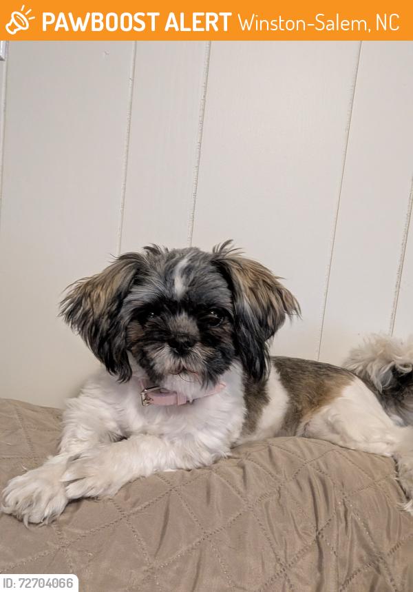 Found/Stray Female Dog last seen Bethabara Park Road Winston Salem, Winston-Salem, NC 27106