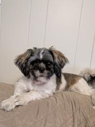Found/Stray Female Dog last seen Bethabara Park Road Winston Salem, Winston-Salem, NC 27106