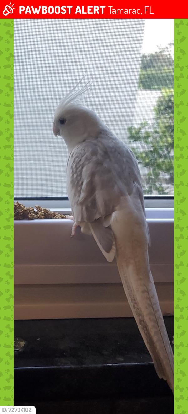 Lost Female Bird last seen Woodlands Blvd, Tamarac, FL 33319