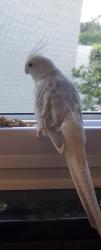 Lost Female Bird last seen Woodlands Blvd, Tamarac, FL 33319