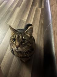 Lost Female Cat last seen Price St and Volunteer Rd, Montvale, VA 24122
