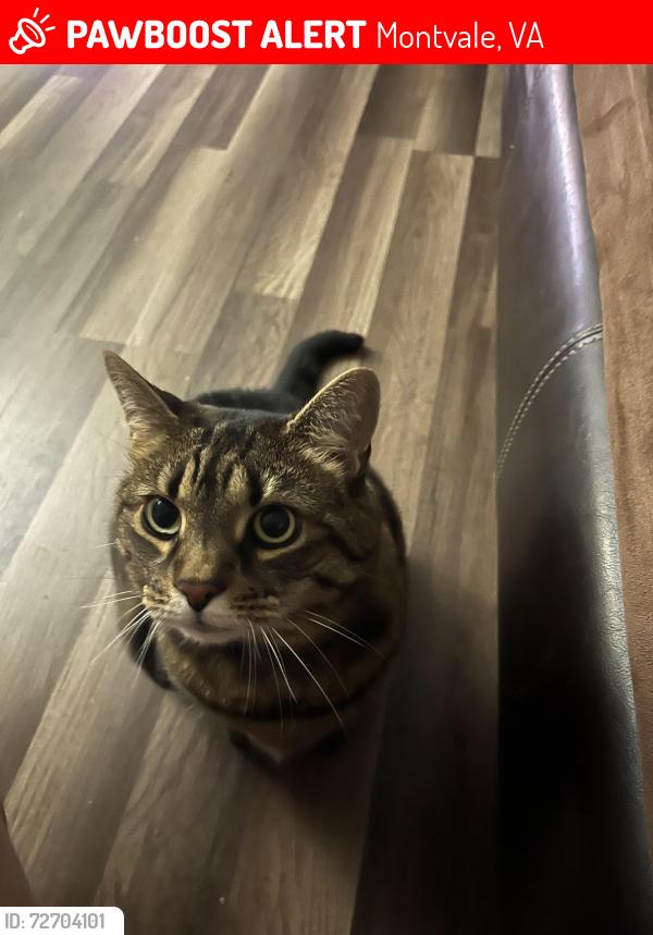 Lost Female Cat last seen Price St and Volunteer Rd, Montvale, VA 24122