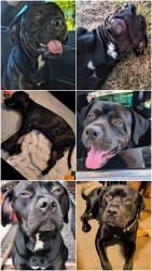 Lost Male Dog last seen Luzius rd & Grandview Dr, Corpus Christi, TX 78418