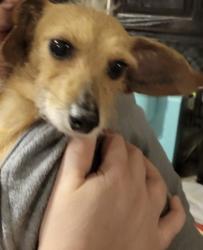 Lost Male Dog last seen Jennings lane near Fay Outer Loop, Fayetteville, NC 28303