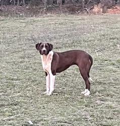 Found/Stray Unknown Dog last seen Near Tuckaleechee Pike, Maryville, TN 37803