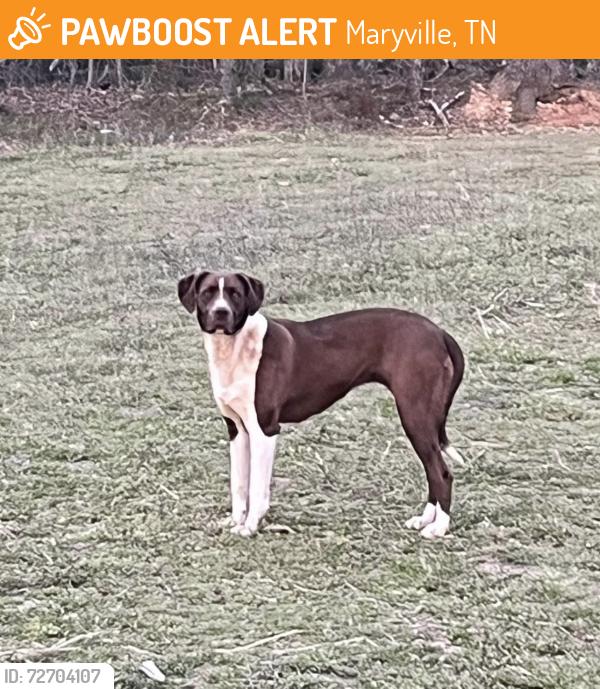 Found/Stray Unknown Dog last seen Near Tuckaleechee Pike, Maryville, TN 37803