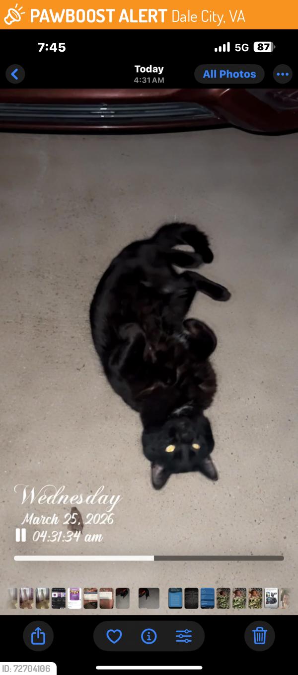 Found/Stray Unknown Cat last seen Evergreen dr , Dale City, VA 22193