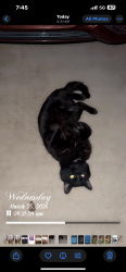 Found/Stray Unknown Cat last seen Evergreen dr , Dale City, VA 22193