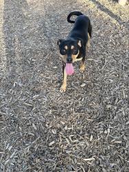 Found/Stray Male Dog last seen Helotes Fitness Park, Helotes, TX 78023