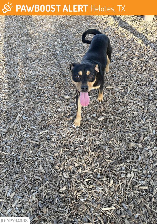 Found/Stray Male Dog last seen Helotes Fitness Park, Helotes, TX 78023