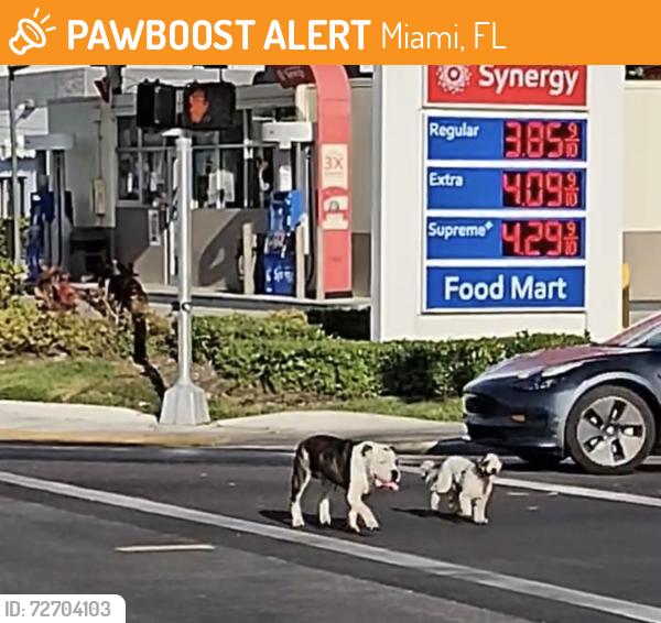 Found/Stray Unknown Dog last seen Seen near Mobile gas station headed towards E 183rd , Miami, FL 33169