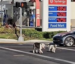 Found/Stray Unknown Dog last seen Seen near Mobile gas station headed towards E 183rd , Miami, FL 33169
