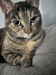 Lost Female Cat last seen Price St and Volunteer Rd, Montvale, VA 24122