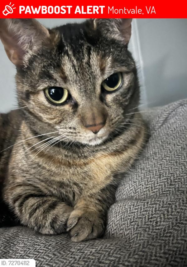 Lost Female Cat last seen Price St and Volunteer Rd, Montvale, VA 24122