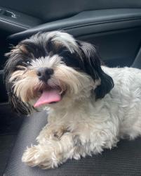 Lost Female Dog last seen Bushel and pawnee, Dallas, TX 75241