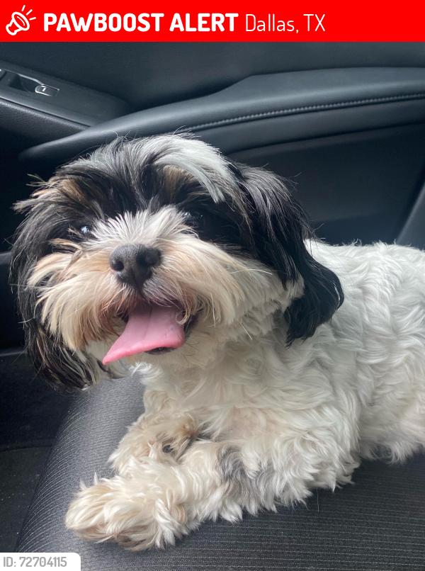 Lost Female Dog last seen Bushel and pawnee, Dallas, TX 75241