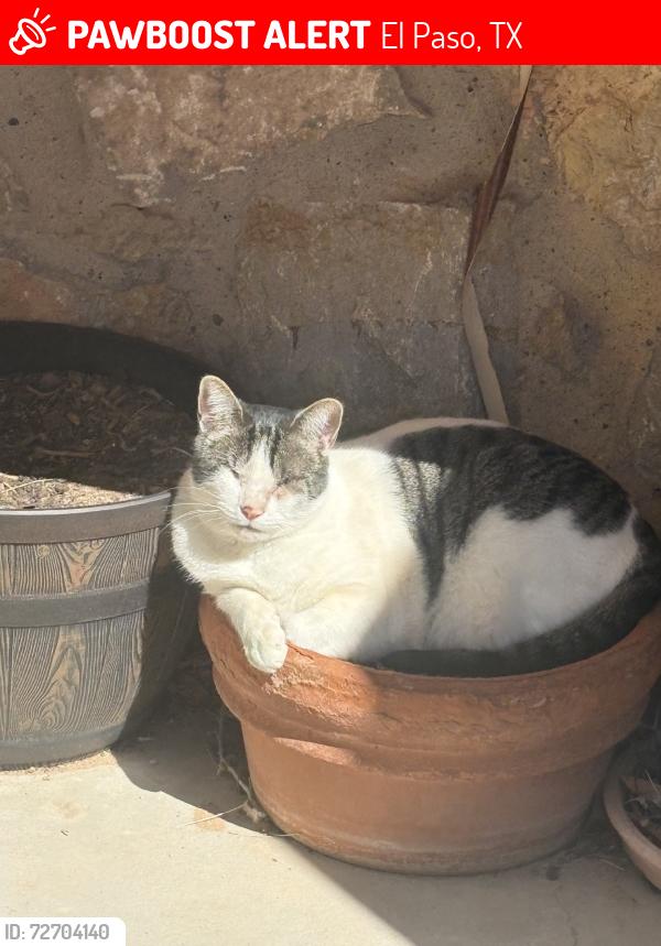 Lost Male Cat last seen Datil, El Paso, TX 79924