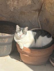 Lost Male Cat last seen Datil, El Paso, TX 79924