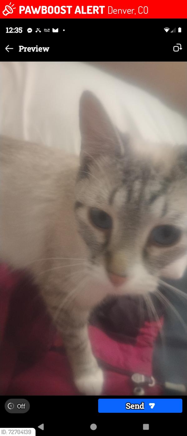 Lost Female Cat last seen Colfax station , Denver, CO 80204