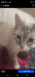 Lost Female Cat last seen Colfax station , Denver, CO 80204