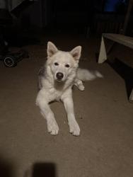Lost Male Dog last seen Infront of the church St Tomás more , Tulsa, OK 74134