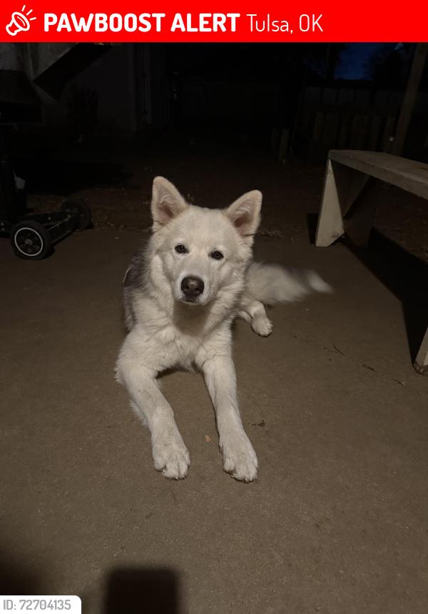 Lost Male Dog last seen Infront of the church St Tomás more , Tulsa, OK 74134