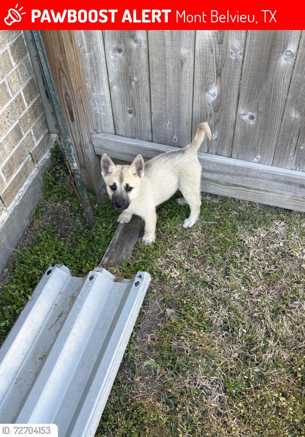 Lost Female Dog last seen Churchill downs Ave , Mont Belvieu, TX 77523