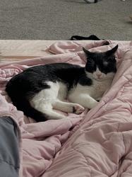 Lost Male Cat last seen Cypress Bridge Dr, Cypress, TX 77429