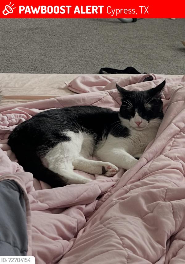 Lost Male Cat last seen Cypress Bridge Dr, Cypress, TX 77429