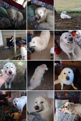 Lost Male Dog last seen Near conklin rd  Jonesborough tn, Jonesborough, TN 37659