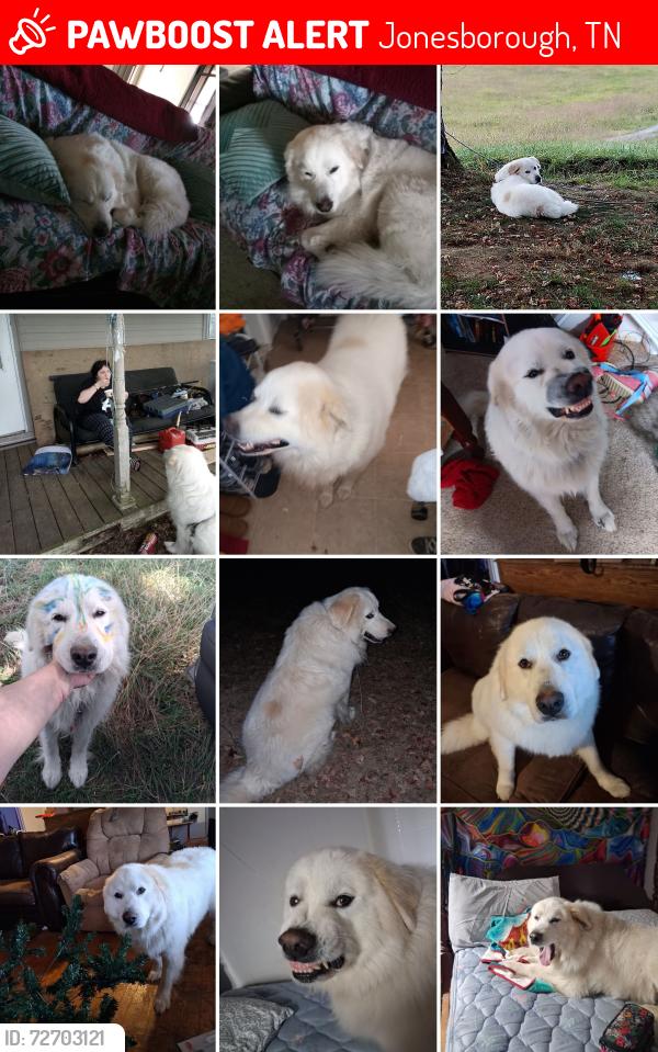 Lost Male Dog last seen Near conklin rd  Jonesborough tn, Jonesborough, TN 37659
