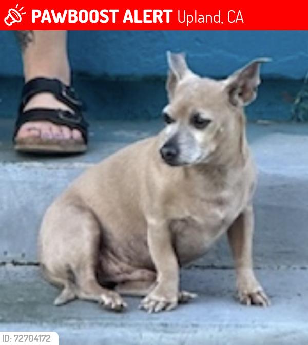 Lost Male Dog last seen Olivedale Park, Upland, CA 91786
