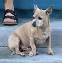 Lost Male Dog last seen Olivedale Park, Upland, CA 91786