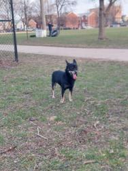 Found/Stray Male Dog last seen McGuane park, Chicago, IL 60608