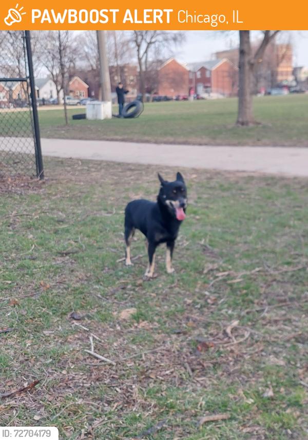 Found/Stray Male Dog last seen McGuane park, Chicago, IL 60608