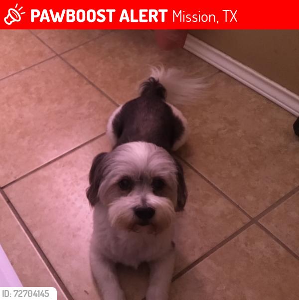 Lost Male Dog last seen Near Holland and Fortuna Dr Mission TX, Mission, TX 78572