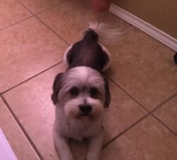 Lost Male Dog last seen Near Holland and Fortuna Dr Mission TX, Mission, TX 78572